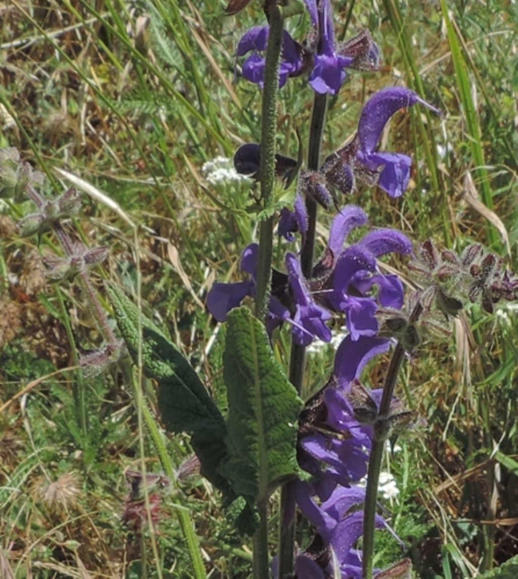 Fiore bleu di...Salvia pratensis